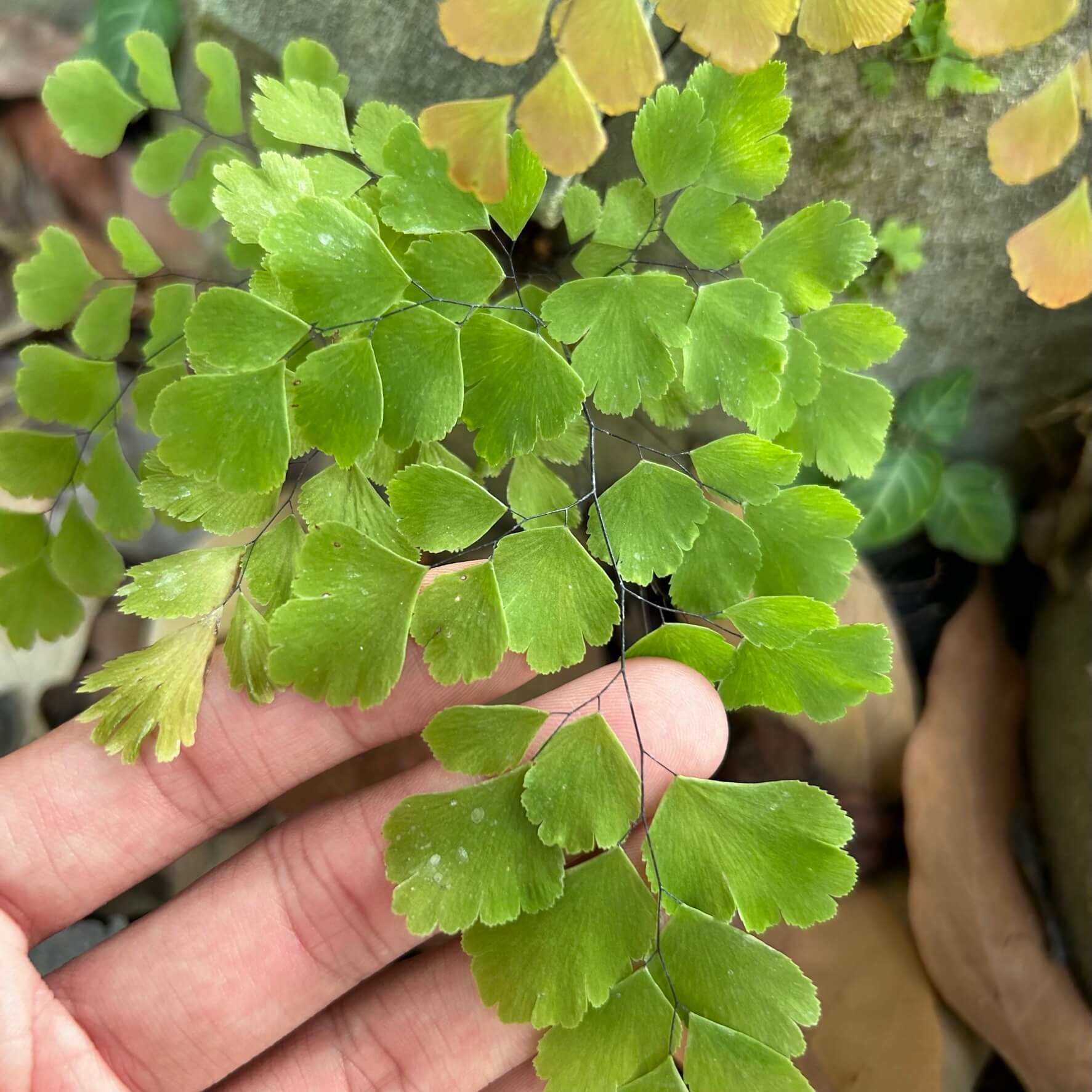 Adiantum raddianum 'Fritz Luthi'